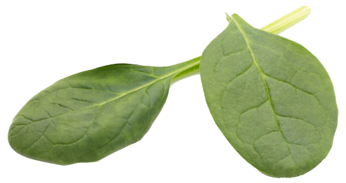 spinach on the isolated white WPM8S7F