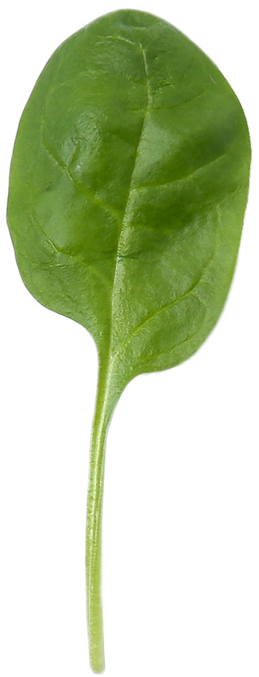 spinach on the table SDS5XJQ