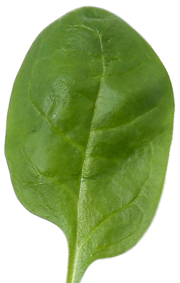 spinach2 table SDS5XJQ